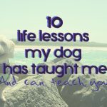 10 life lessons my dog has taught me