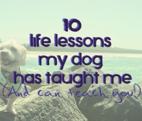 10 life lessons my dog has taught me (and can teach you!)